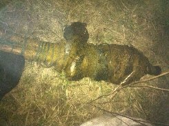 Волинські революціонери «накрили» браконьєрів. ФОТО