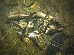 Волинські революціонери «накрили» браконьєрів. ФОТО