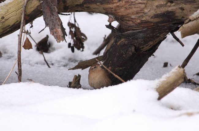 На околицях волинського міста побачили одну з найменших пташок Європи. ФОТО