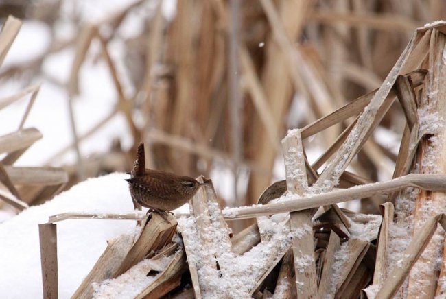 На околицях волинського міста побачили одну з найменших пташок Європи. ФОТО