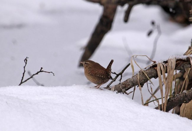 На околицях волинського міста побачили одну з найменших пташок Європи. ФОТО