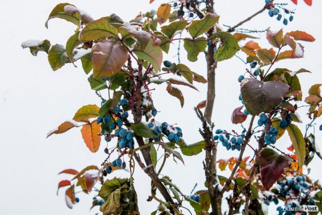 Засніжений Луцьк. ФОТОРЕПОРТАЖ