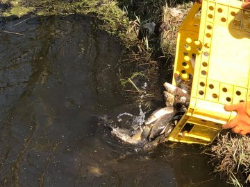 В канали центрального парку Луцька випустили рибу