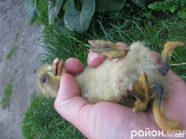 На Волині народилося рідкісне каченя-мутант