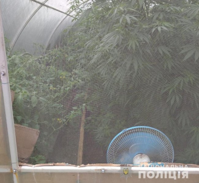 Викрили волинянина, який у теплиці вирощував коноплю. ФОТО