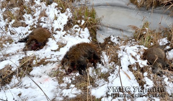 На Волині затримали браконьєра з чотирма тушами диких кабанів. ФОТО