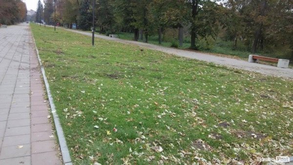 «Автовандали» понищили газон у центральному парку Луцька