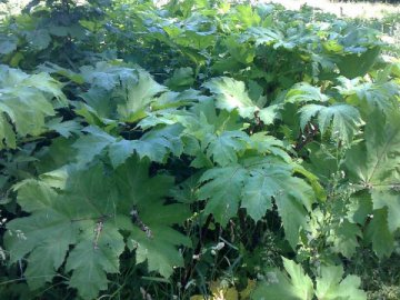 У Луцьку біля дитячої залізниці – «навала» борщівника