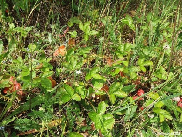 На Волині суничний бум – замість чорниці люди збирають «ягоду сонця». ФОТО