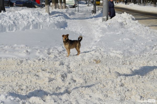 Луцьк після снігопаду. ФОТО