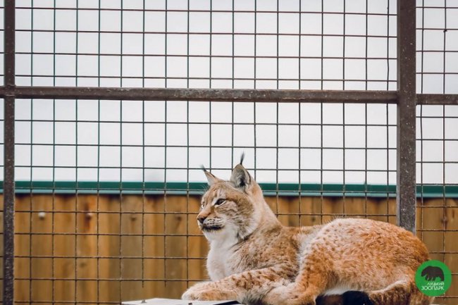Звірята луцького зоопарку – в очікуванні весни. ФОТО