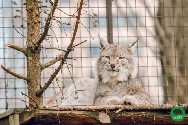 Звірята луцького зоопарку – в очікуванні весни. ФОТО