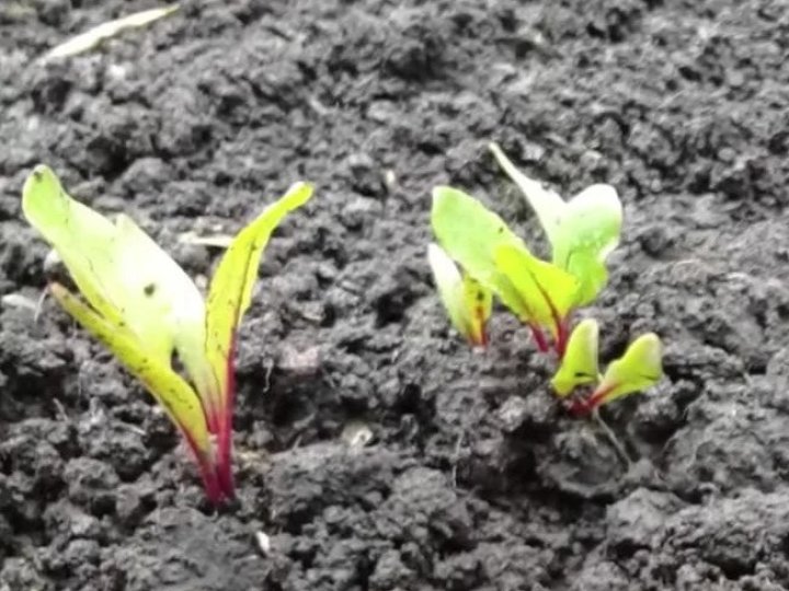 Коли та як сіяти буряк у відкритий ґрунт