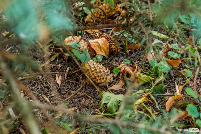 Жовто-багряний настрій: Луцьк на осінніх світлинах