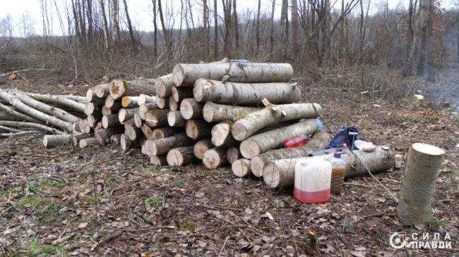 Десятки мільйонів збитків: на Волині п'ятий рік незаконно вирубують ліс у нацпарку
