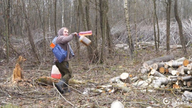 Десятки мільйонів збитків: на Волині п'ятий рік незаконно вирубують ліс у нацпарку