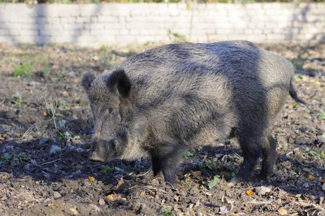 Мешканці Луцького зоопарку – в очікуванні зими. ФОТО