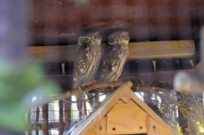 Мешканці Луцького зоопарку – в очікуванні зими. ФОТО