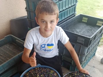 12-річний волинянин щодня назбирує по 25 кілограмів чорниць