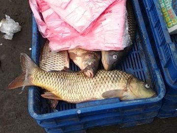 На ринку затримали волинянина, який продавав «незаконну» рибу 