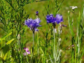 Погода в Луцьку та Волинській області на п’ятницю, 30 серпня