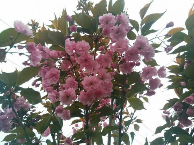 У містечку на Волині розквітли екзотичні дерева. ФОТО