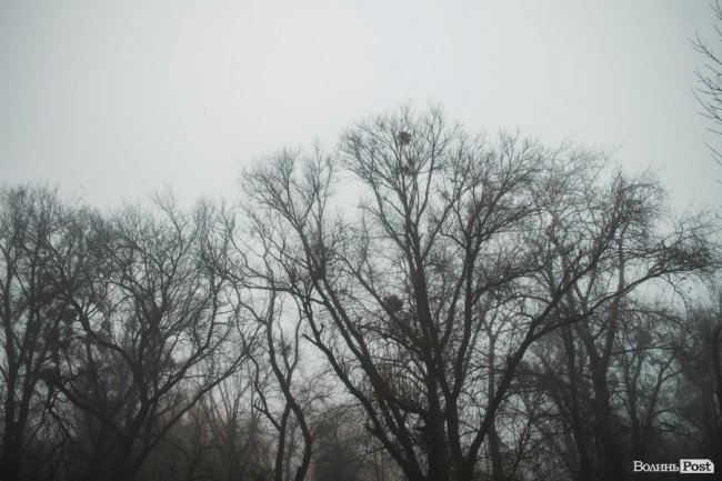 Туманно-сіра краса у Луцьку. ФОТО