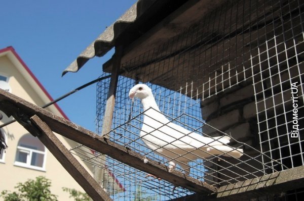 Волинянин колекціонує курей. ФОТО