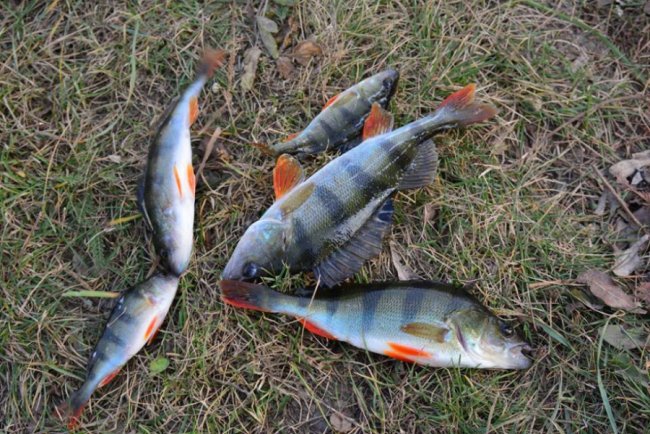 На волинській водоймі влаштували турнір з риболовлі. ФОТО