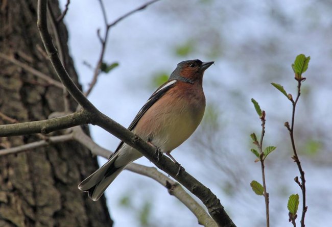 Показали пернатого красунчика, який мешкає у національному парку на Волині. ФОТО
