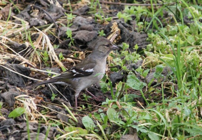 Показали пернатого красунчика, який мешкає у національному парку на Волині. ФОТО