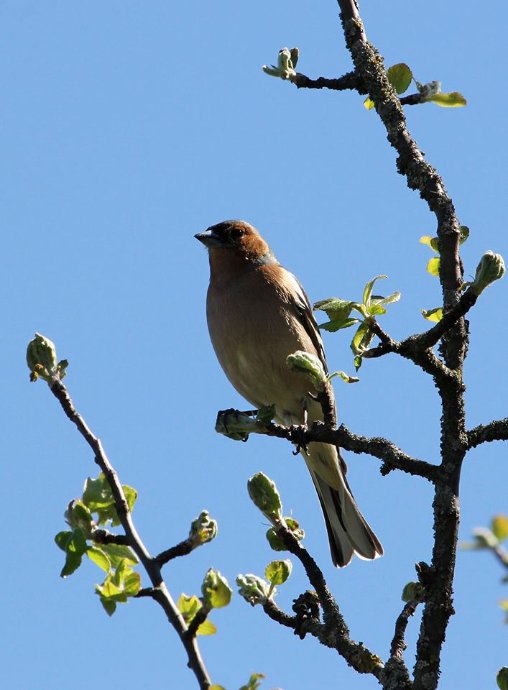 Показали пернатого красунчика, який мешкає у національному парку на Волині. ФОТО