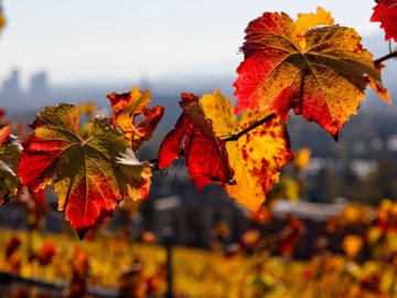 10 жовтня – яке сьогодні свято і що не можна робити