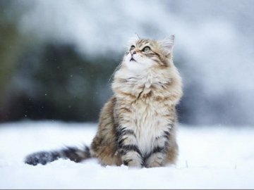 Погода у Луцьку та Волинській області на завтра, 16 лютого