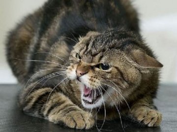 У селі на Волині виявили сказ у кота, місцеві вакцинують домашніх улюбленців