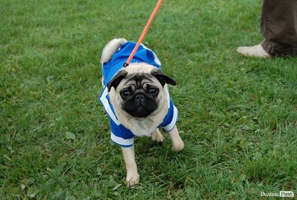 У Луцьку влаштували собаче свято. ФОТО