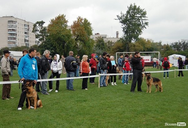 У Луцьку влаштували собаче свято. ФОТО