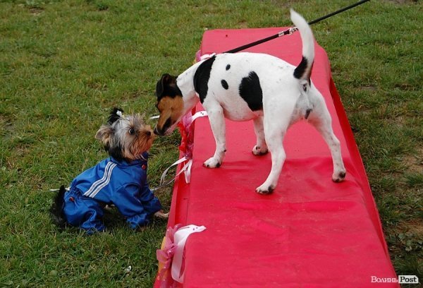У Луцьку влаштували собаче свято. ФОТО