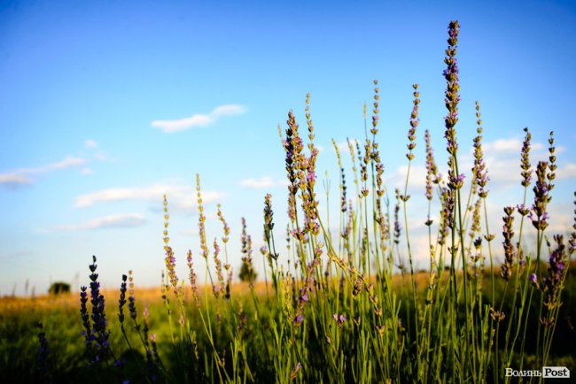 «Це – наша третя дитина»: на Волині подружжя створило лавандову плантацію. ФОТО