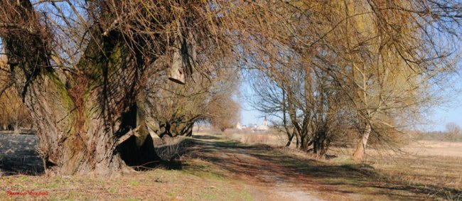 Луцький фотограф показав, де «мавки зимували»