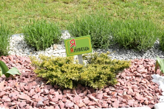 У Луцьку на території дитячого садочка з'явився ботанічний куточок. ФОТО