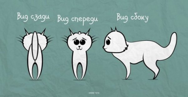 Інтернет жартує з Путіна і його малюнку кішки. ФОТО