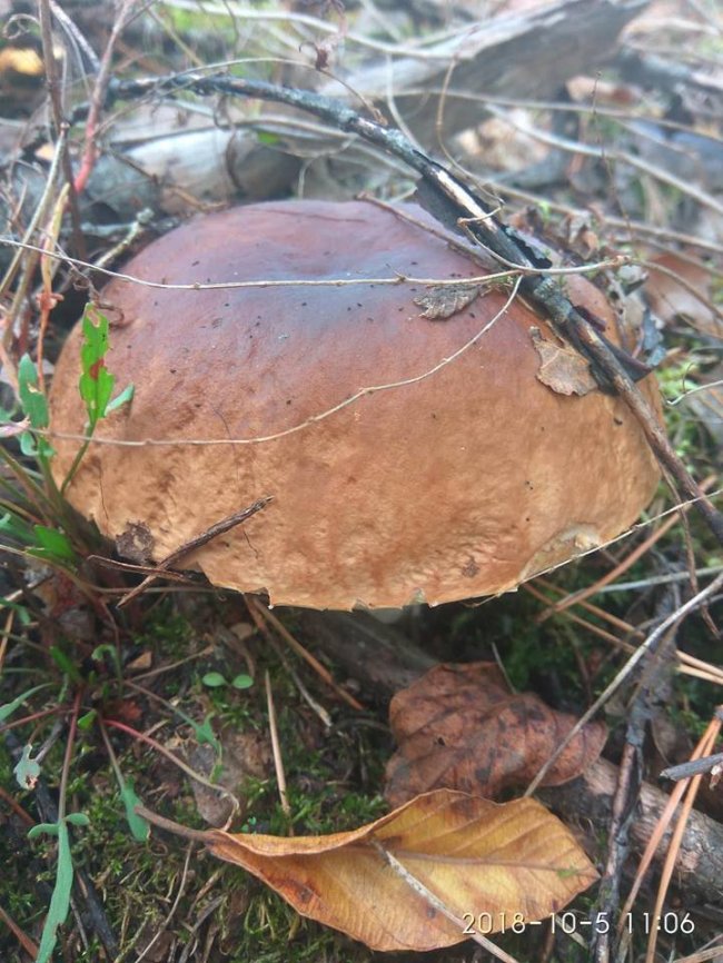 Троє луцьких фотографів похвалилися грибним уловом. ФОТО