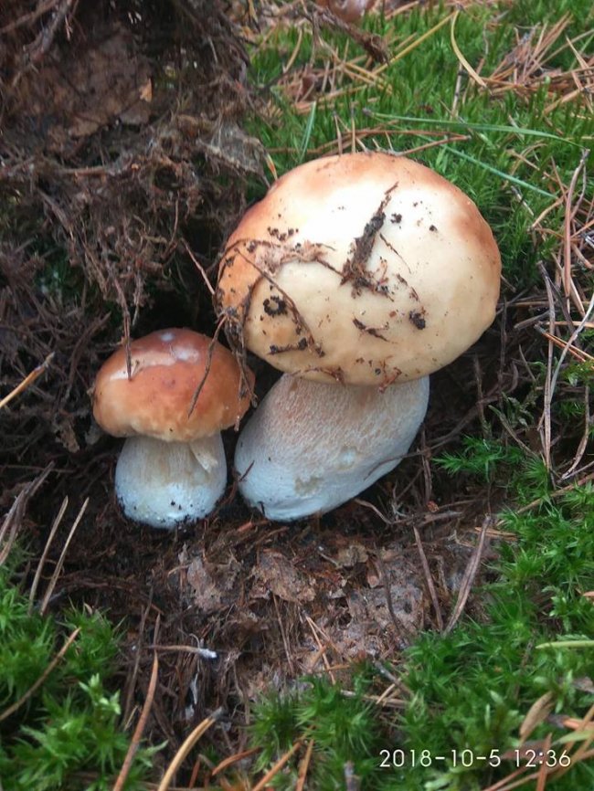 Троє луцьких фотографів похвалилися грибним уловом. ФОТО