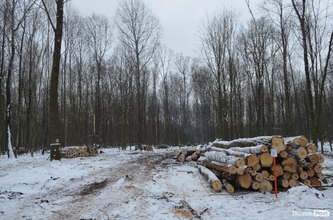 Жнива у зимовому лісі: як на Волині заготовляють деревину. ФОТО