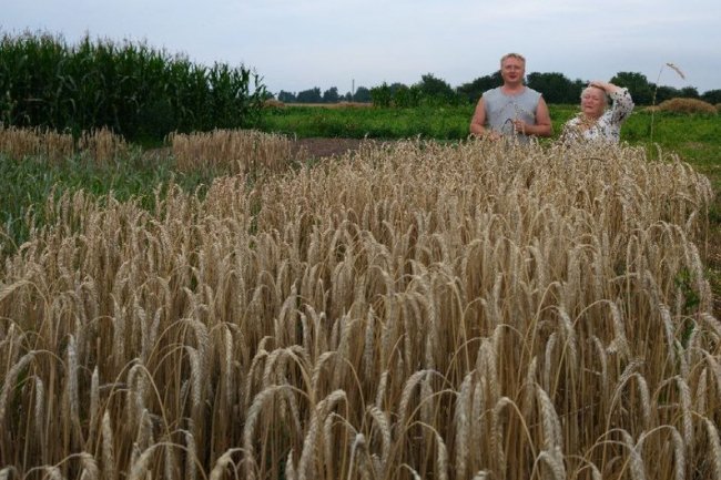 Народна майстриня з Волині із сім'єю заготовляє матеріали для соломоплетіння. ВІДЕО