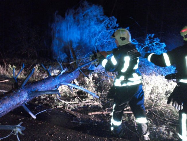 На Волині сильний вітер повалив на дорогу дерева. ФОТО