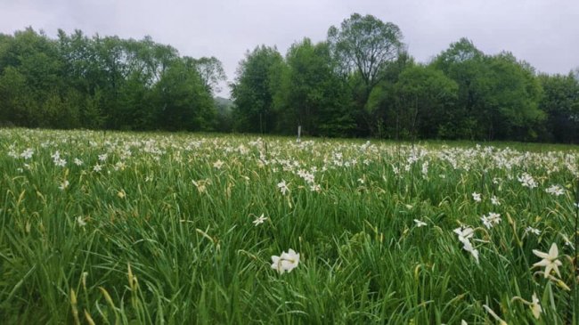 На Закарпатті уже цвіте Долина нарцисів. ФОТО