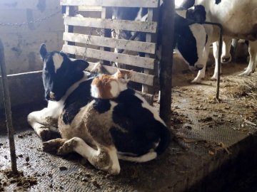 Фінансова підтримка фермерів під час війни: на Волині за рік освоїли 90 мільйонів. ФОТО. ВІДЕО