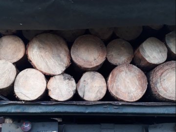 На Волині зловили авто, завантажене незаконно зрубаним лісом